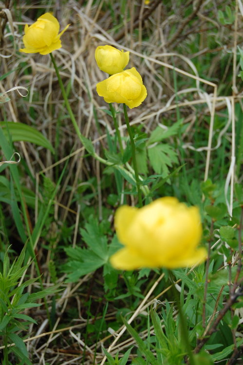 DSC_0057_resize.JPG