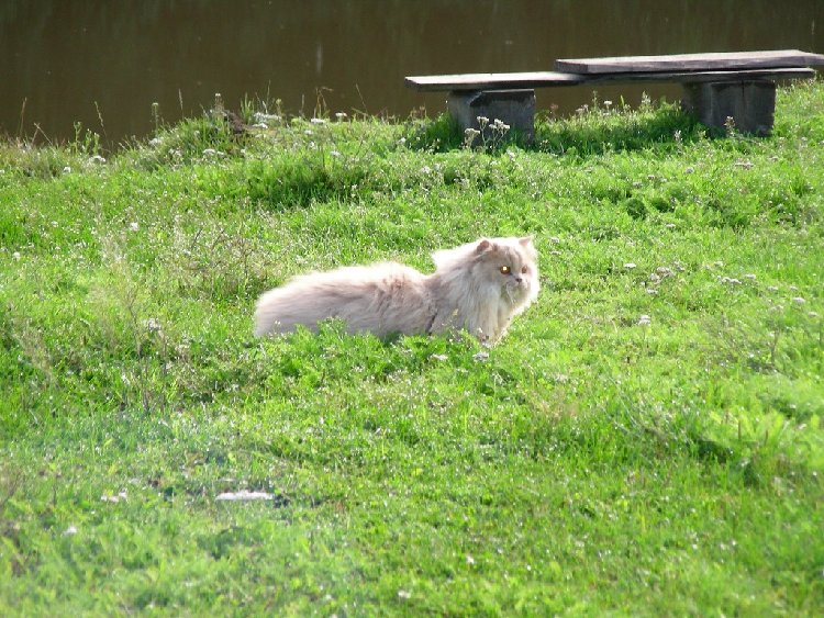 lola2.JPG