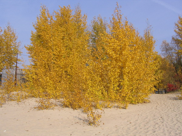 yelow.jpg