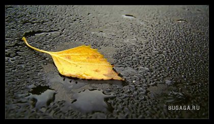 1188991208_1188903927_autumn_by_realitydream.jpg