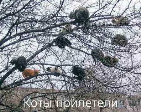 1172291164_1172239586_stopme_ru_58_0_20070207_11907_1.jpg