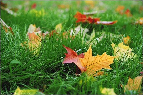 leaves1.jpg