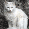 w_756.gif