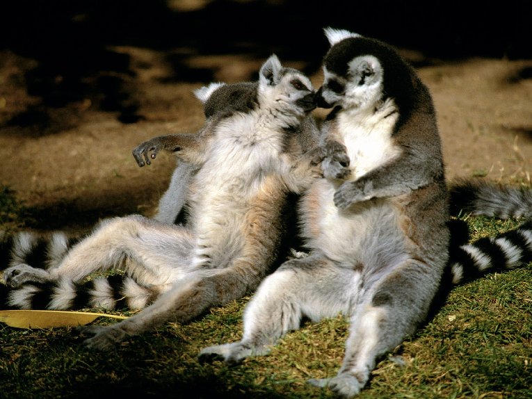 Ring-tailed%20Lemur%20Love[1].jpg