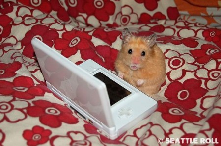 hamsters_4.jpg