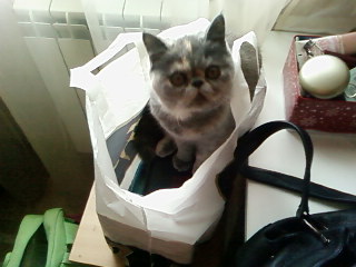Кошак%).jpg
