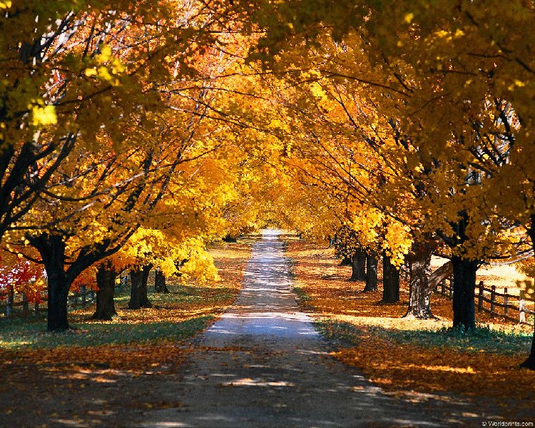 FALLROAD.JPG