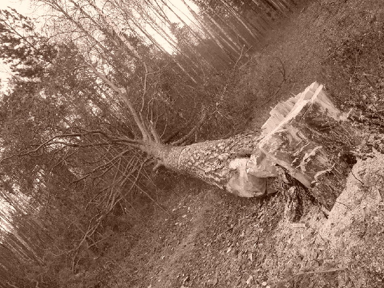 DSC08805.JPG