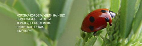 коровка.jpg