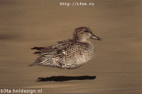 duckie5.gif
