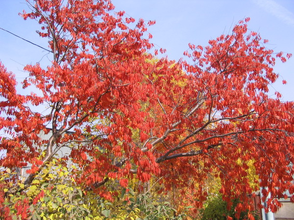 red-red-Red.jpg