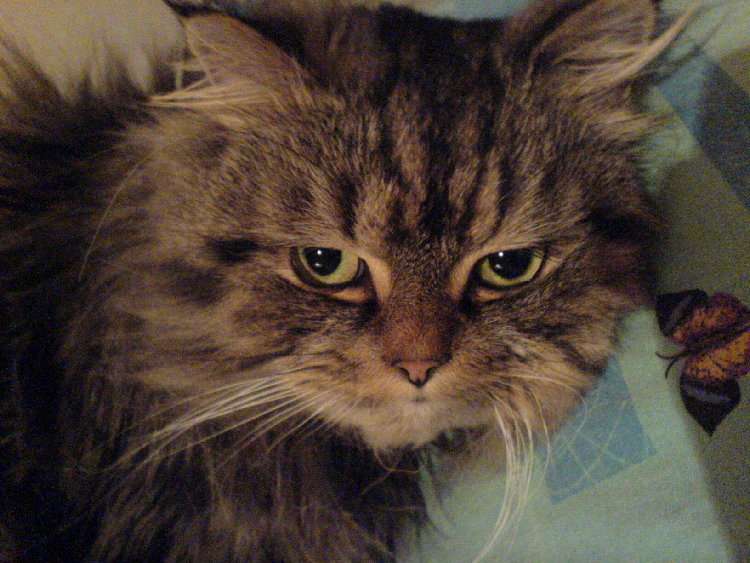 DSC00011.JPG