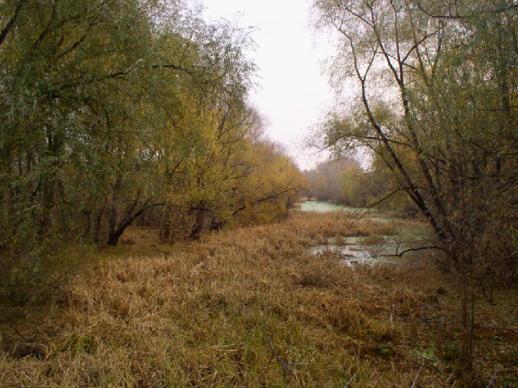 swamp.JPG