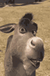 060.gif