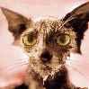 wetcat.jpg