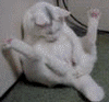 2781.gif