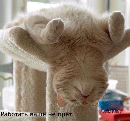 Работать не прет (кот).jpg