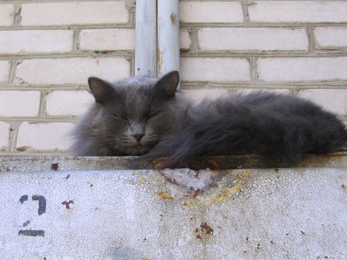кошка.jpg