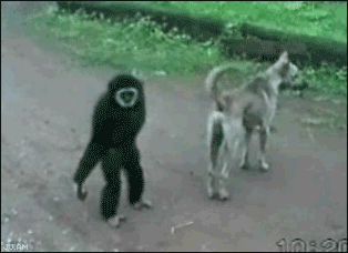 1197866174_1_.gif