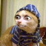 кошак.jpg