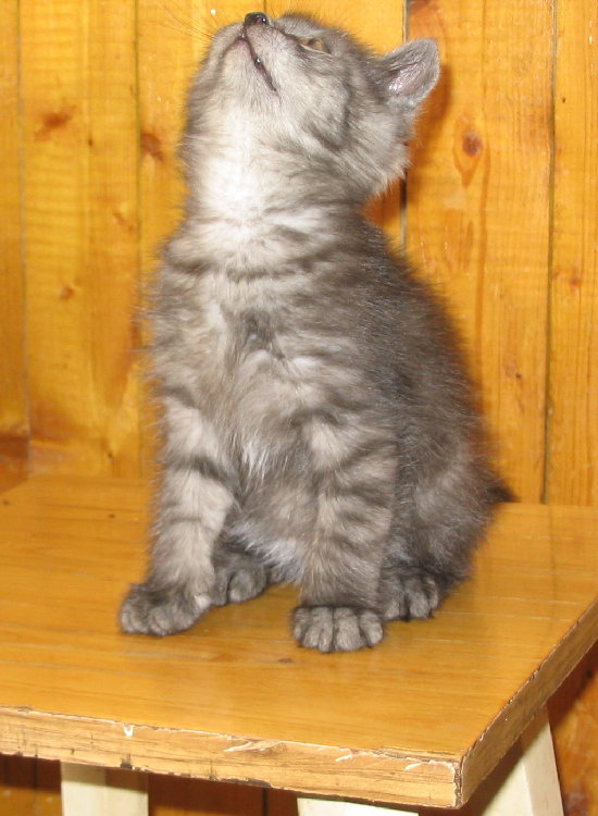 kitty.jpg