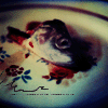 5e5a5452e842.gif