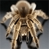 avatar-1162899574.gif