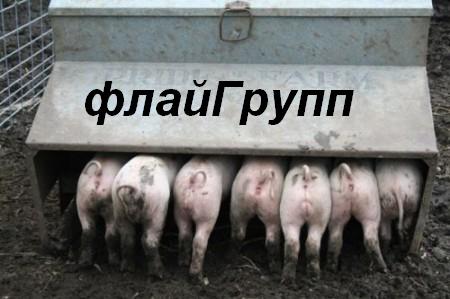 флайГрупп!.JPG