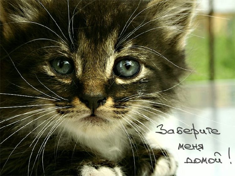 cats_02.jpg
