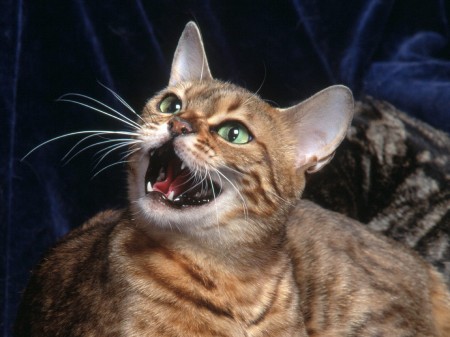 bengal.jpg