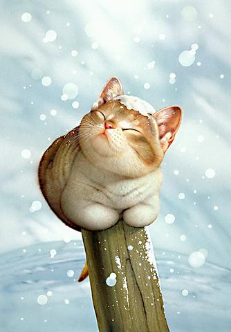 cat08.jpg