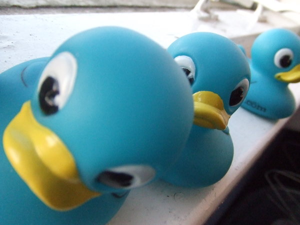 ducks_by_tomnew.jpg
