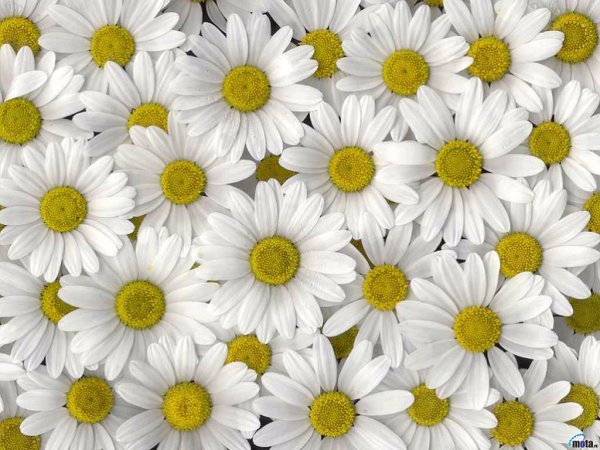 1200494762_flowers_247.jpg