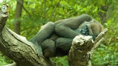 1202630643_funny_animalsisoy_011.jpg