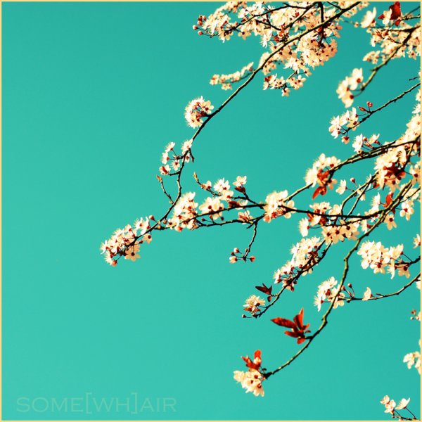 1203912482_japanese_sakura_by_hantenshi.jpg
