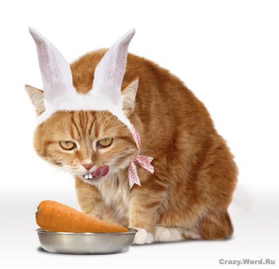 1204108777_animal_11.jpg
