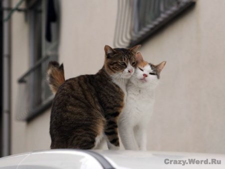 1204626930_cats-35.jpg