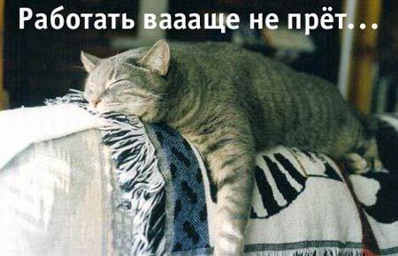 KOT-(20).jpg