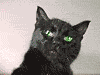 w_121.gif