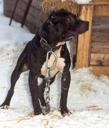Dog.jpg