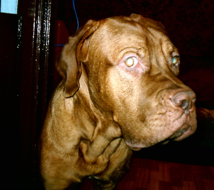 dog.jpg