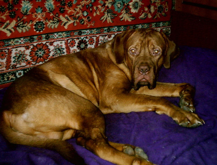 dog2.jpg