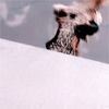 14_182.gif