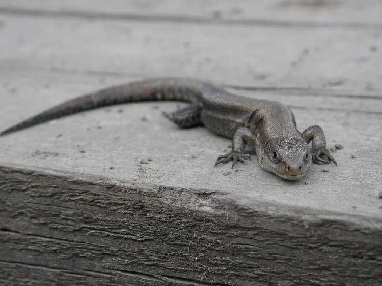 PICT0018.JPG