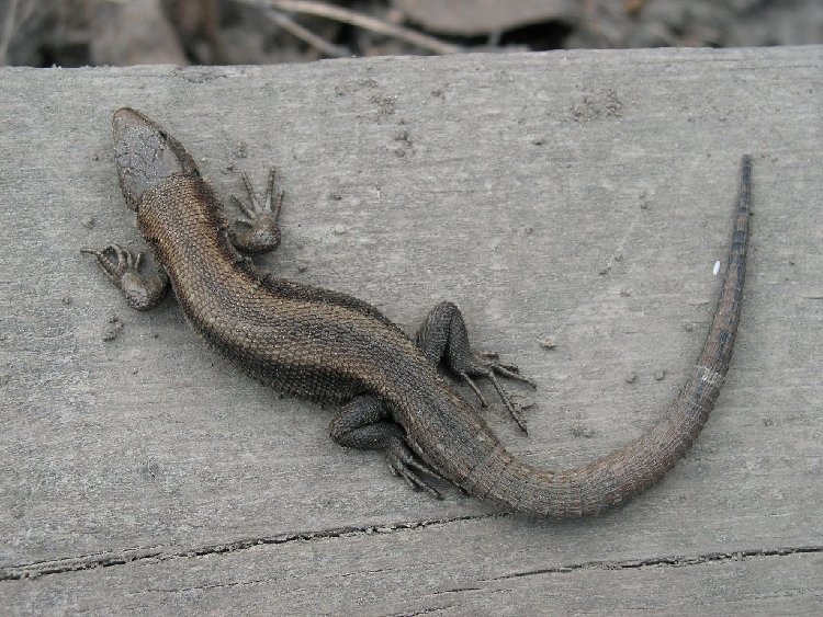 PICT0017.JPG