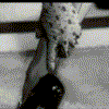 z_fileM9q4Fo.gif