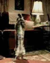 7.gif