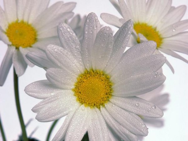 1201809917_delicate_daisies.jpg