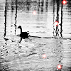 262.gif