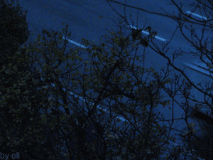 !19026500_002.gif